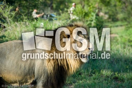 Löwen (17 von 69).jpg